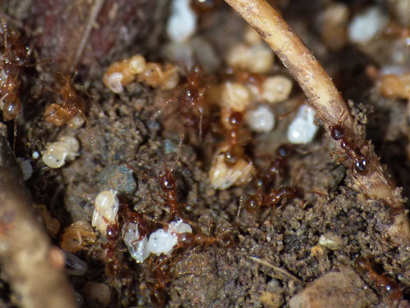 Il mistero delle larve e pupe di Pheidole sp.